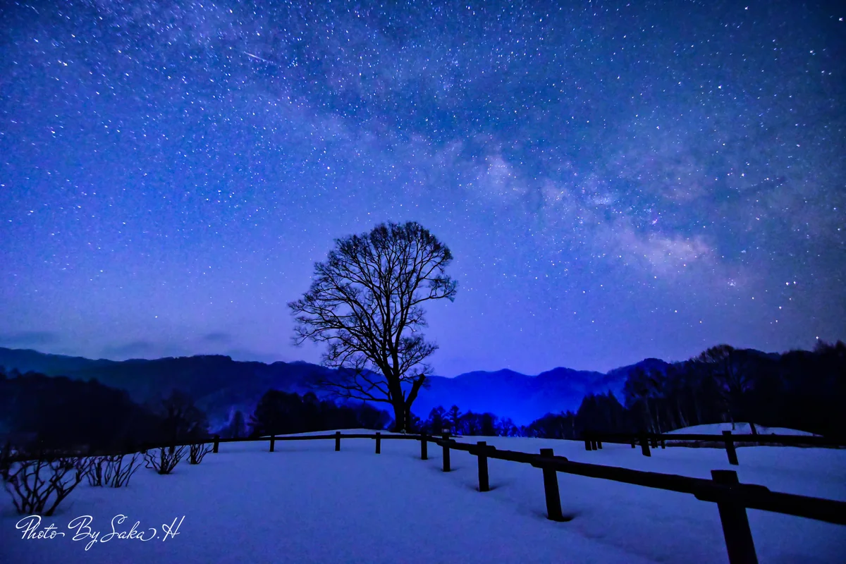 投稿写真：コナラの木と天の川