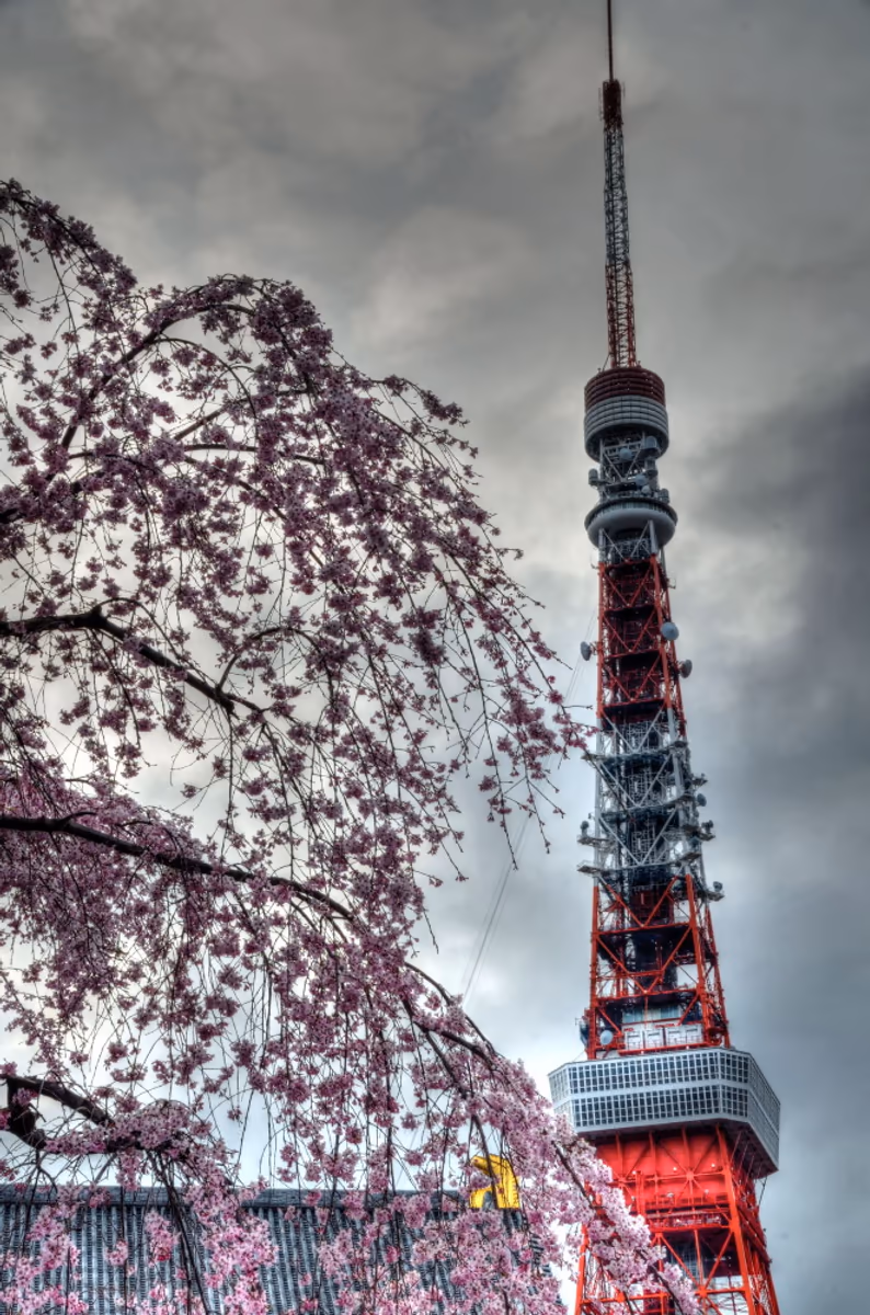 投稿写真：東京タワーと桜