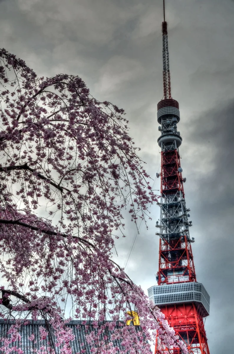 投稿写真：東京タワーと桜