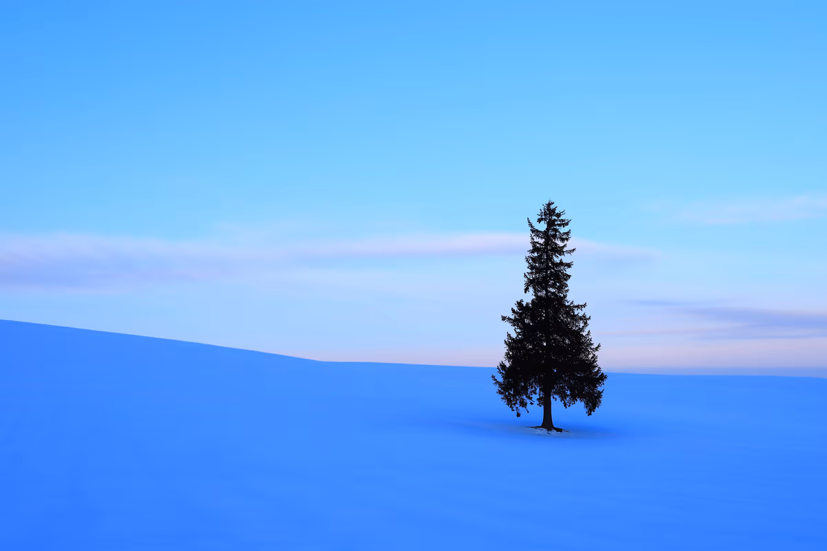 投稿写真：クリスマスツリーの木の夜明け