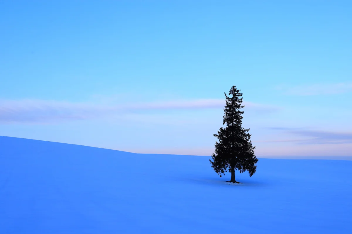 投稿写真：クリスマスツリーの木の夜明け