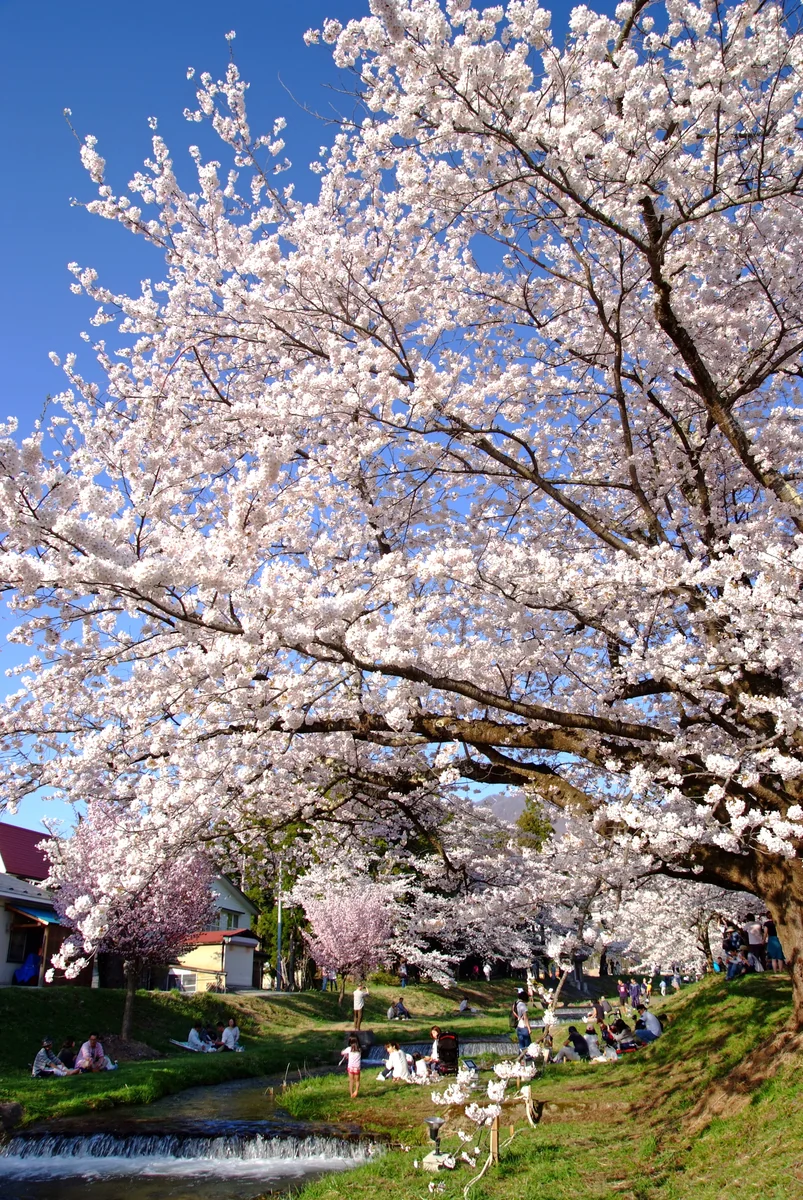 投稿写真：会津の春