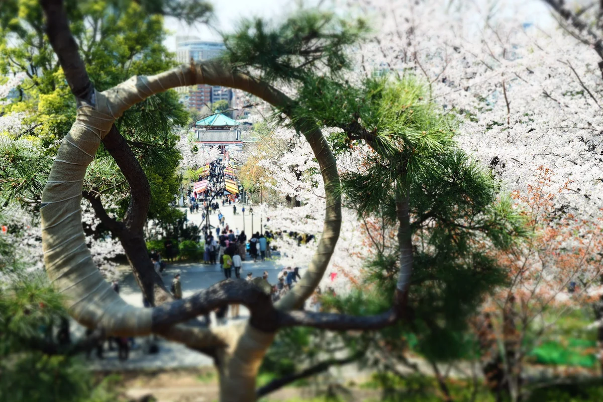 投稿写真：清水観音堂