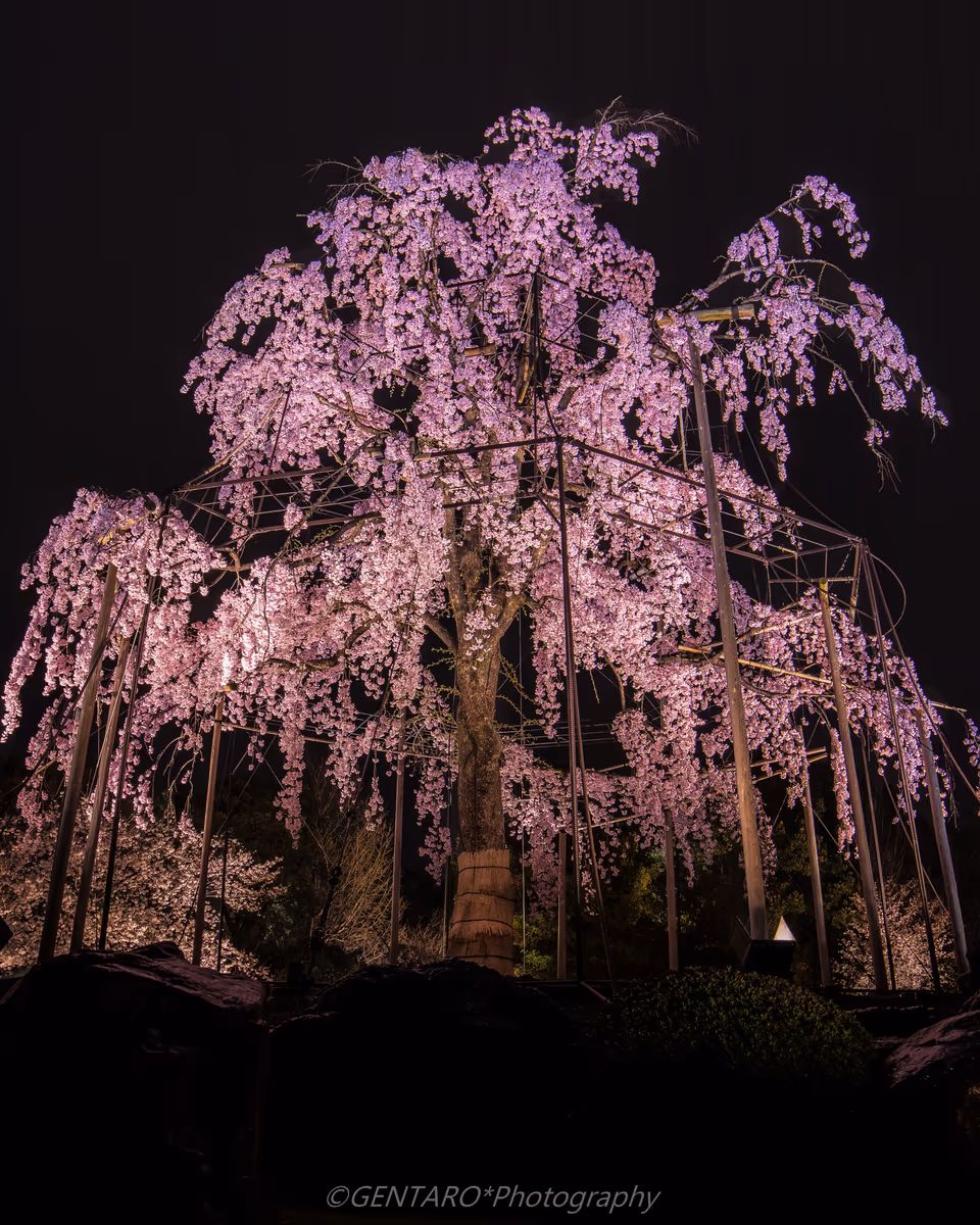 投稿写真：不二桜