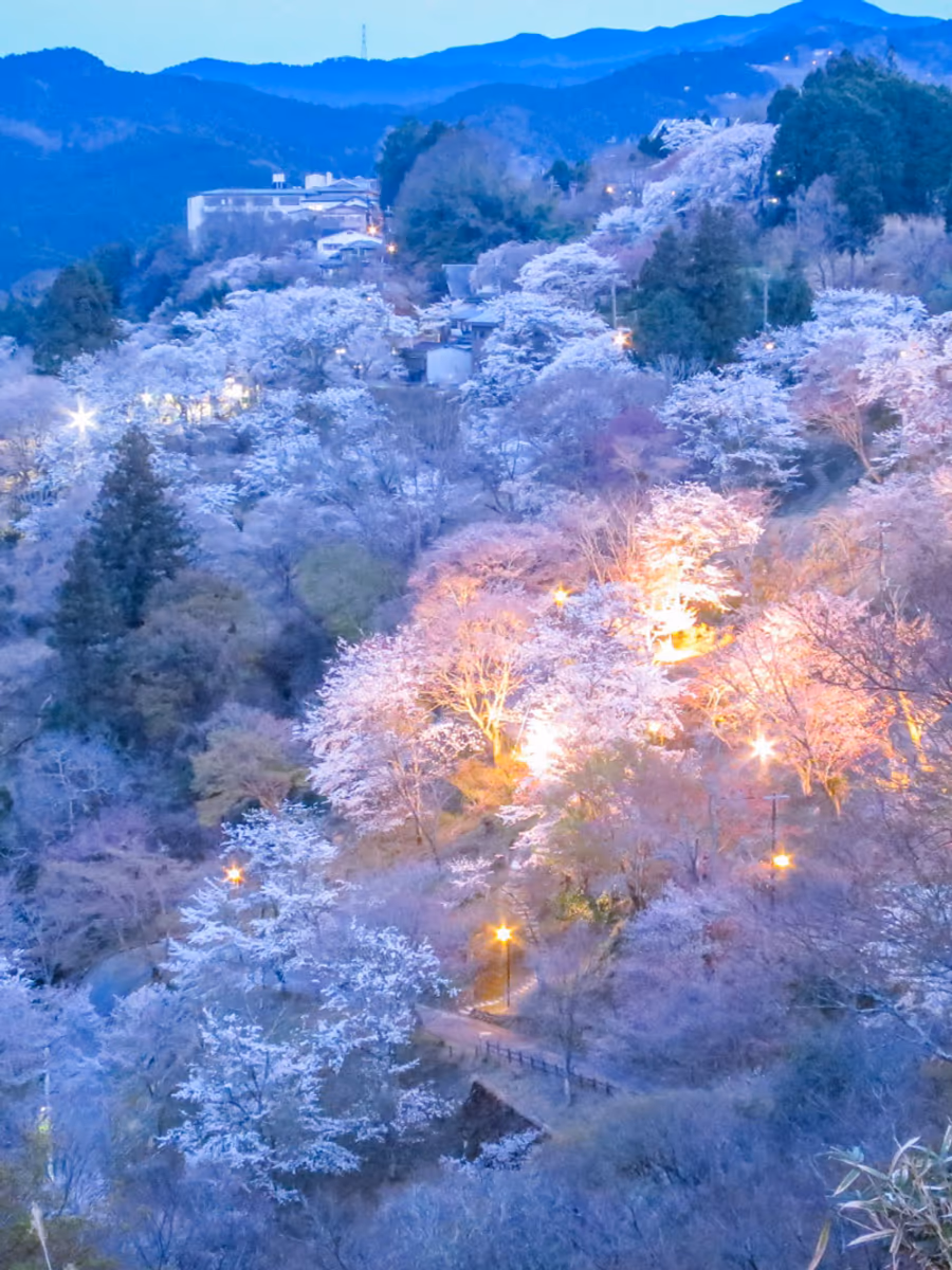 投稿写真：ライトアップされた吉野下千本の桜
