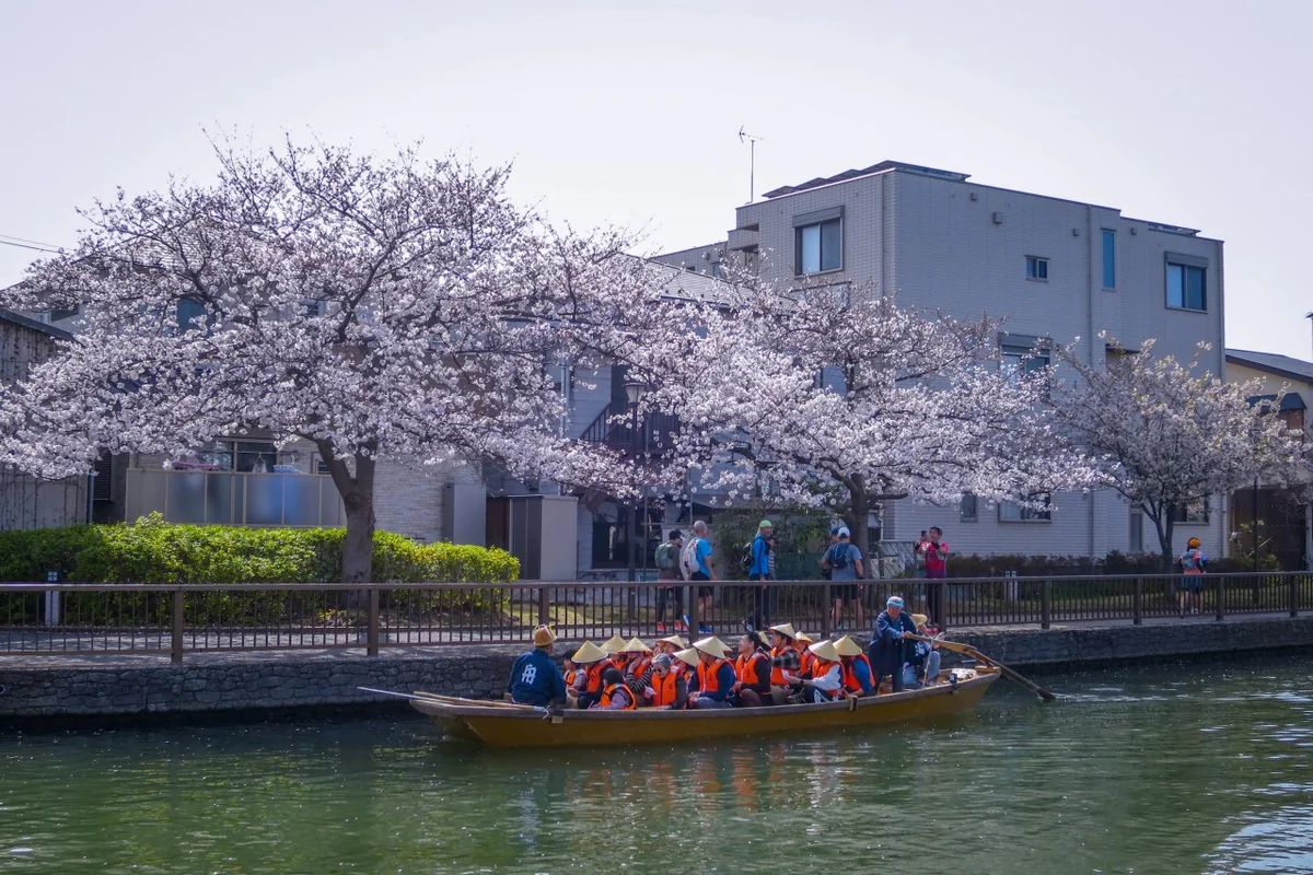 投稿写真：満開のオオシマザクラと和船