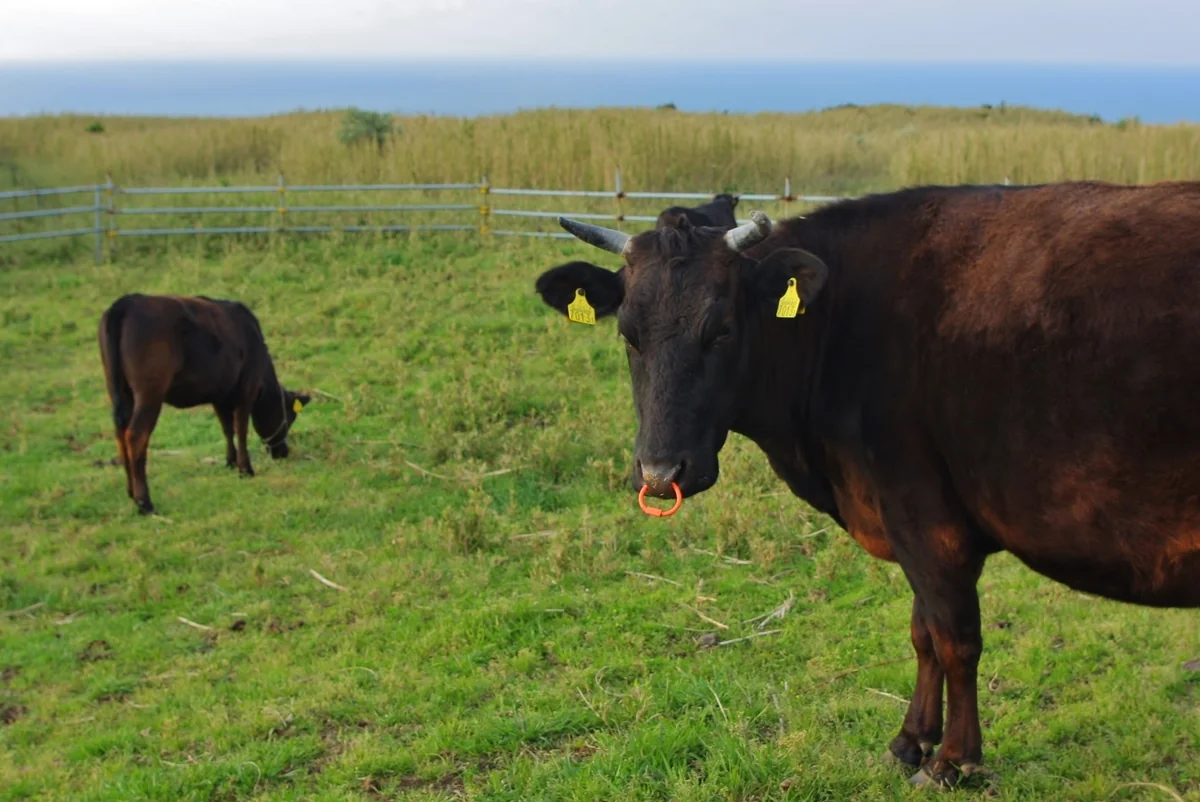 投稿写真：東京都 青ヶ島