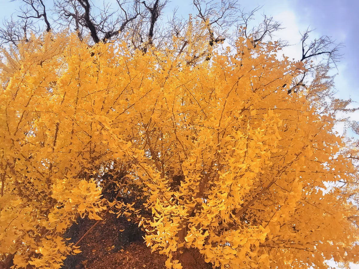 投稿写真：有田の大公孫樹