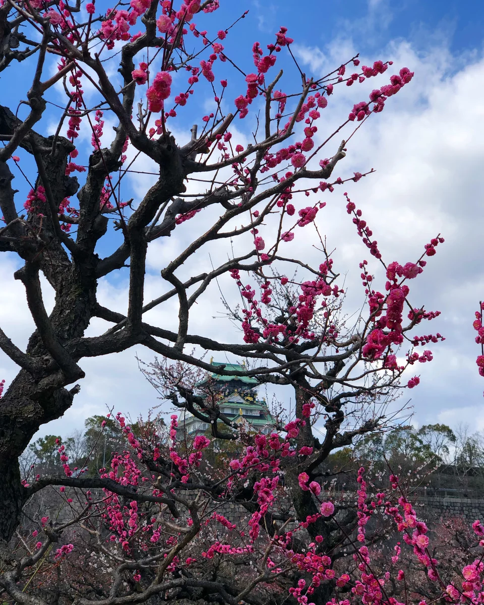 投稿写真：大阪城梅園から城を臨む