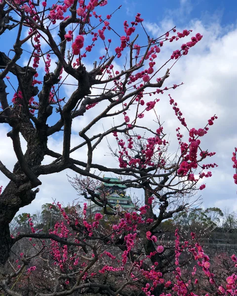 投稿：大阪城梅園から城を臨む