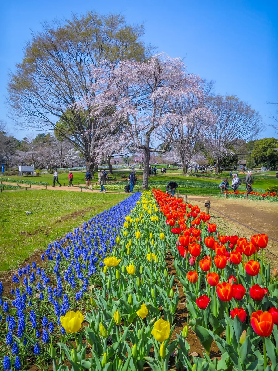 投稿写真：チューリップと桜