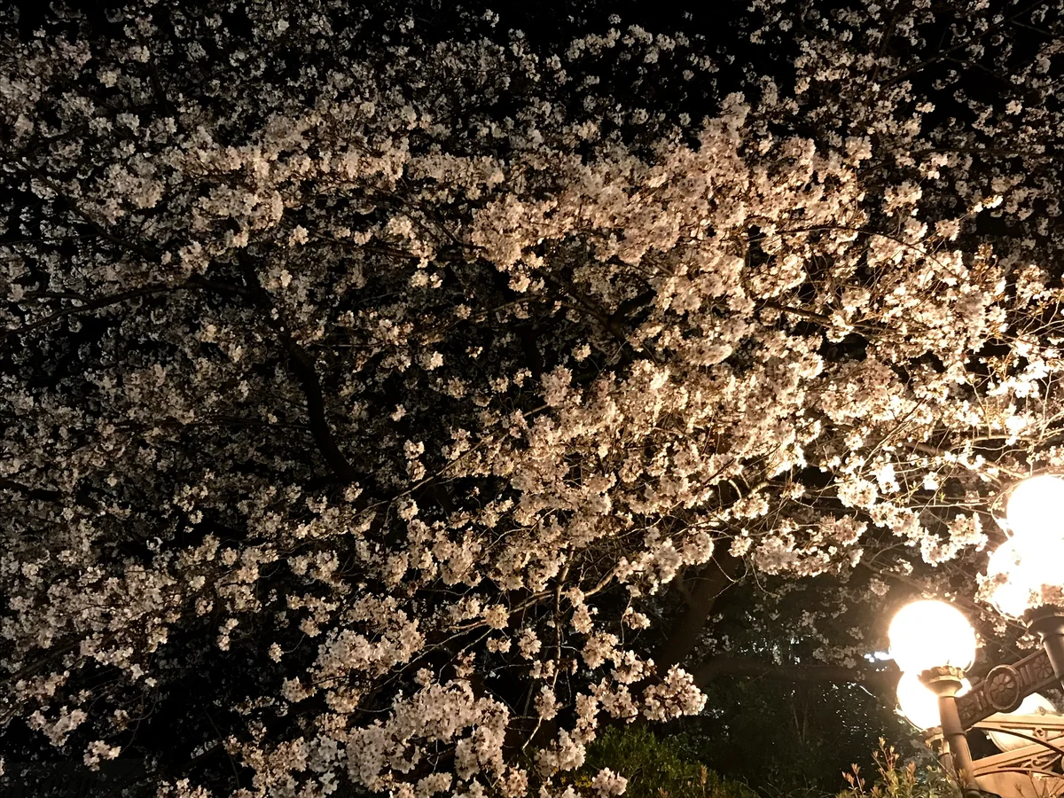 投稿写真：四ツ谷駅前の桜
