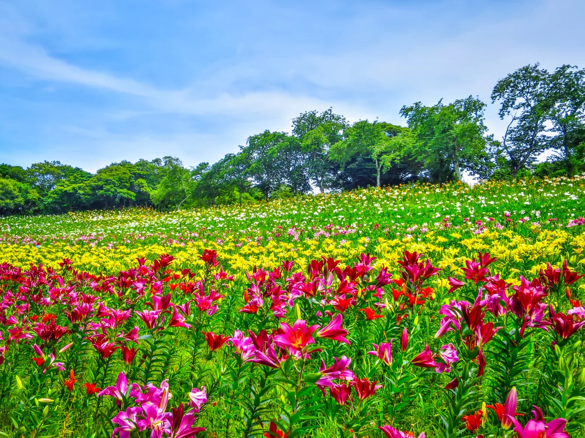 投稿写真：ゆり