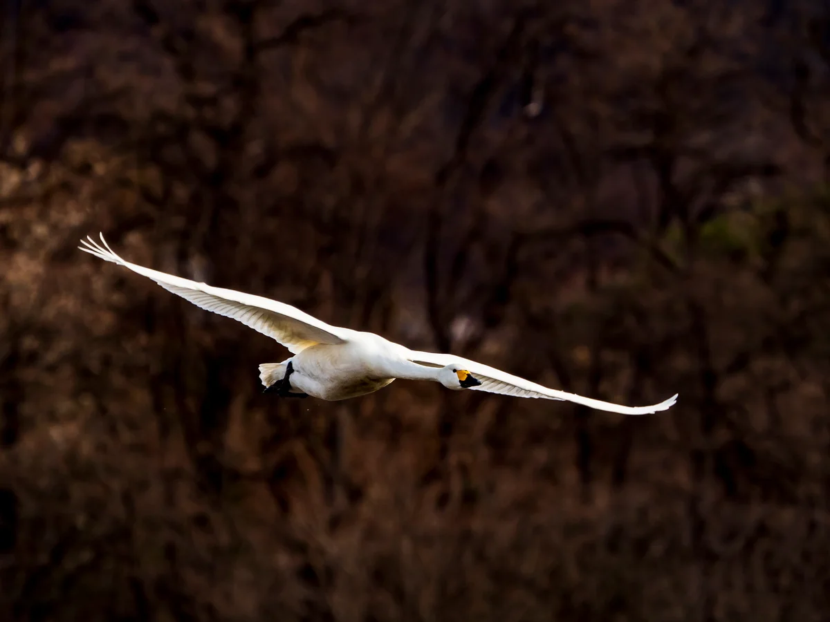 投稿写真：飛ぶときは仲が良い白鳥達