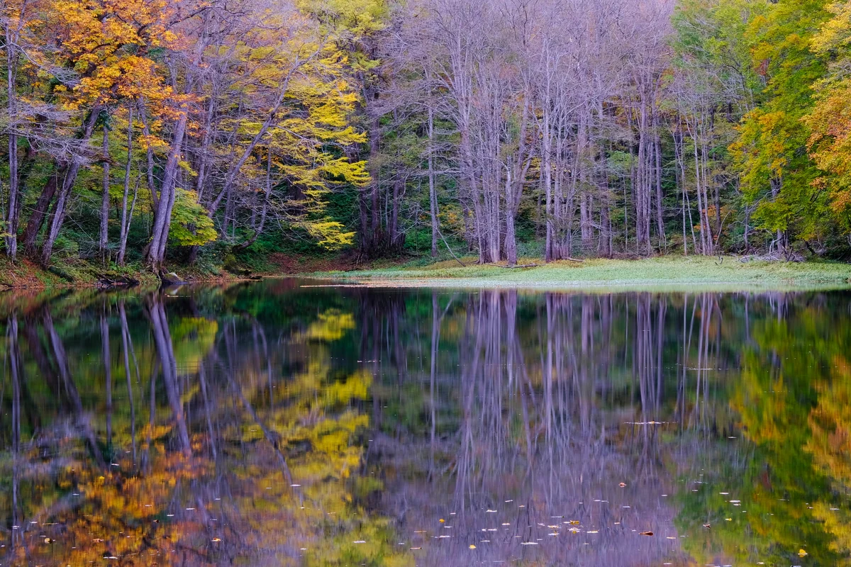 投稿写真：青森 蔦七沼 月沼