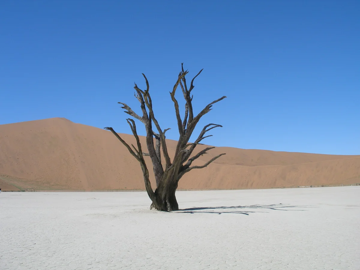 投稿写真：砂漠の絶景