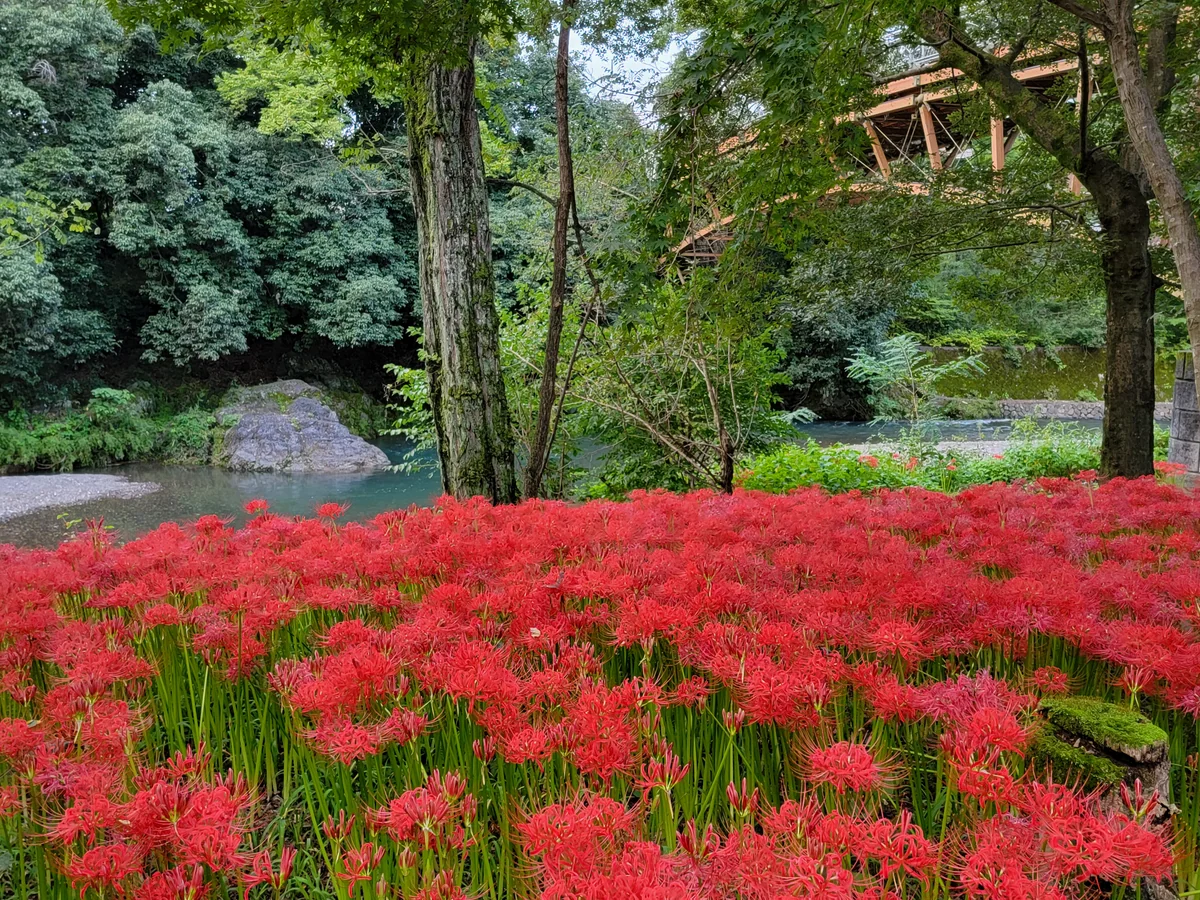 投稿写真：彼岸花繚乱