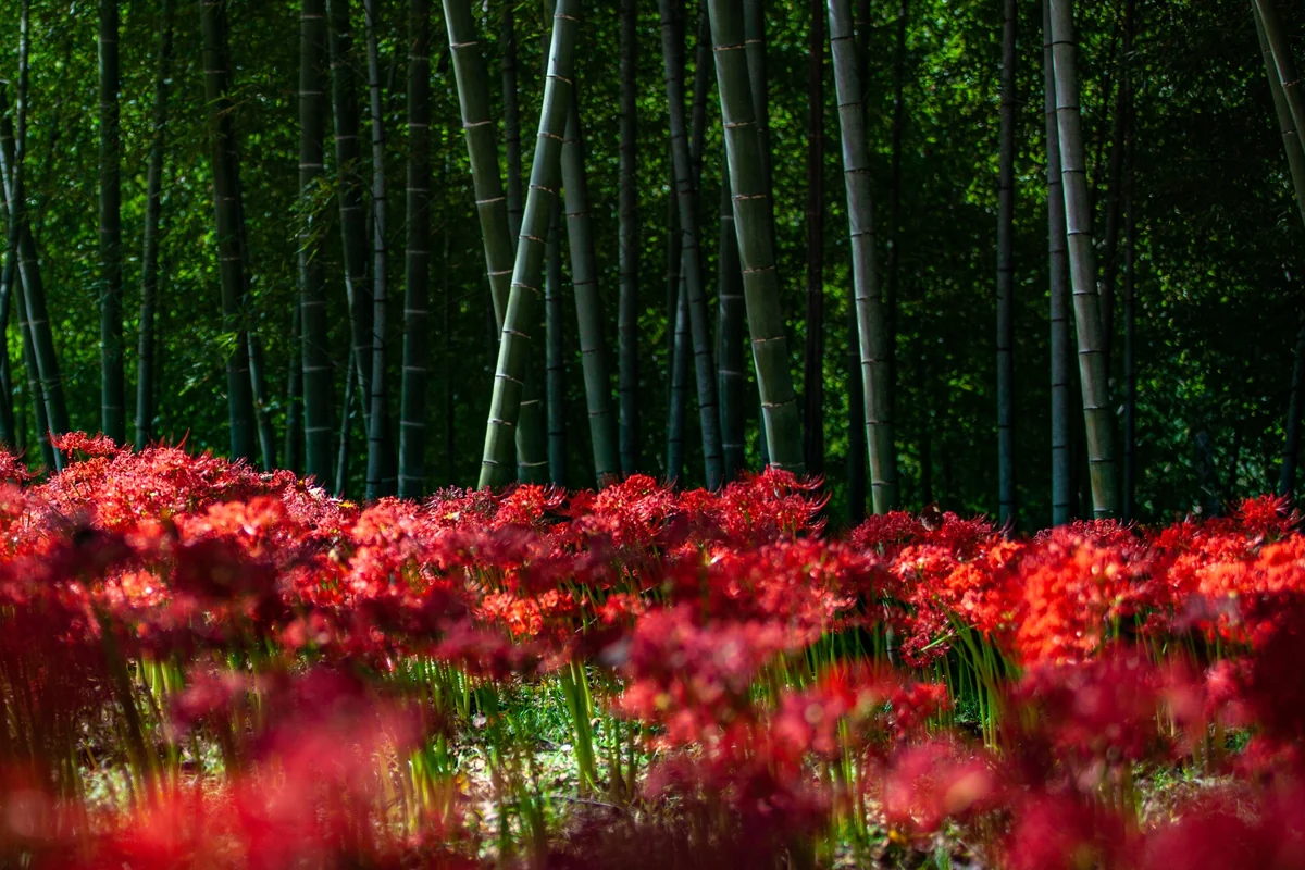 ぬまっちょさんの投稿写真