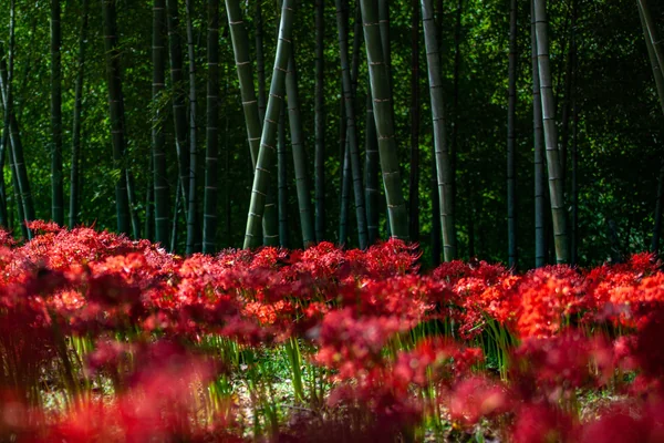投稿：船岡城址公園の彼岸花