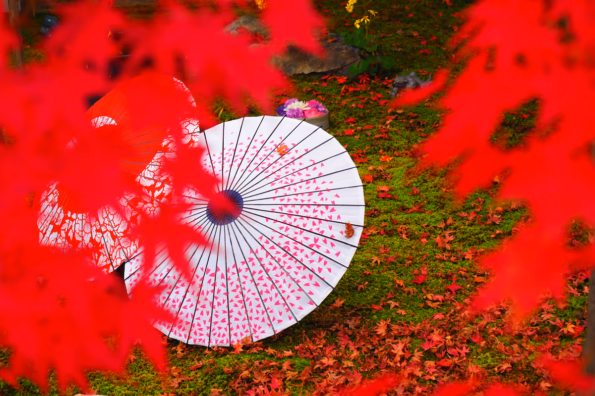 投稿写真：勝林寺　和傘と紅葉