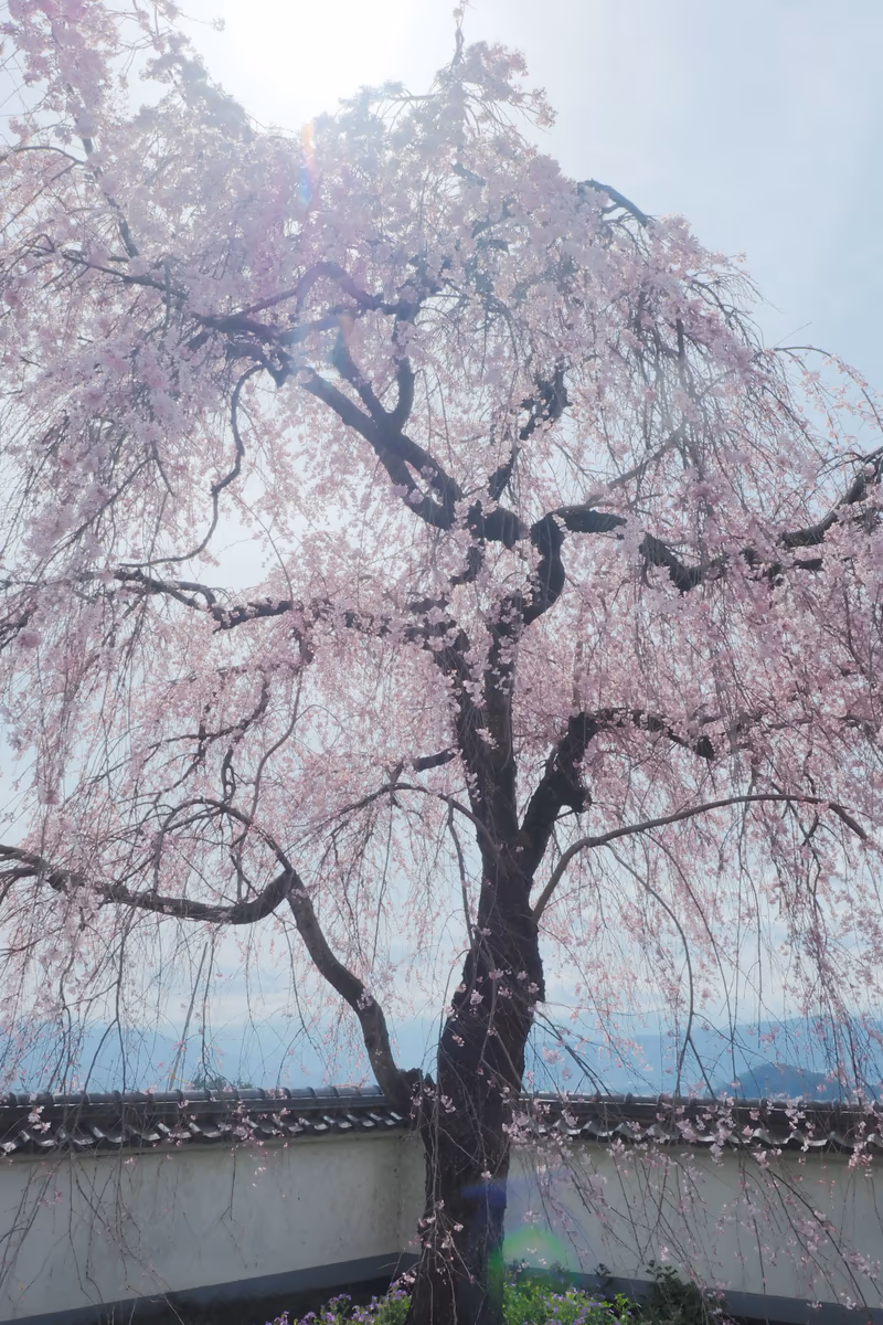 投稿写真：春の陽を浴びる