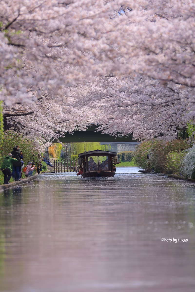 投稿写真：伏見十石舟　桜並木