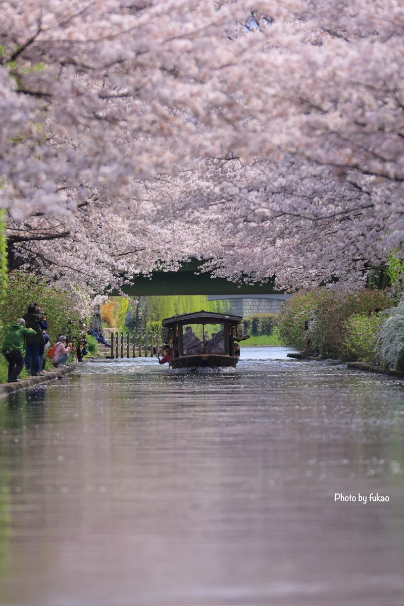 投稿写真：伏見十石舟　桜並木