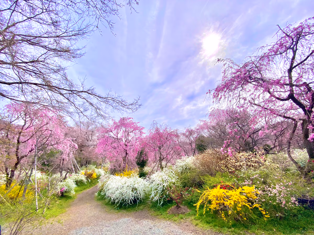 投稿写真：春色京都🌸秘密の花園