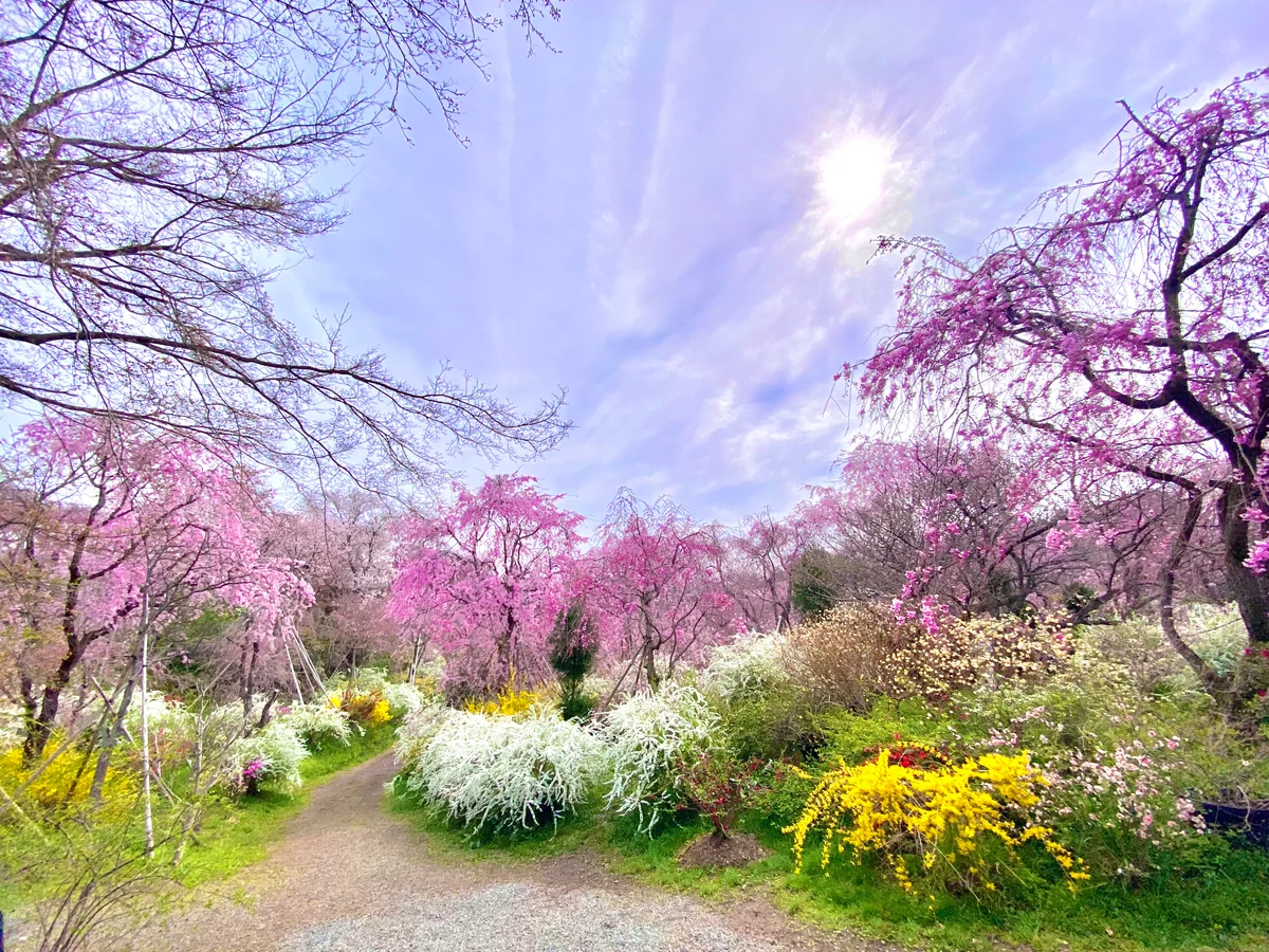 投稿写真：春色京都🌸秘密の花園