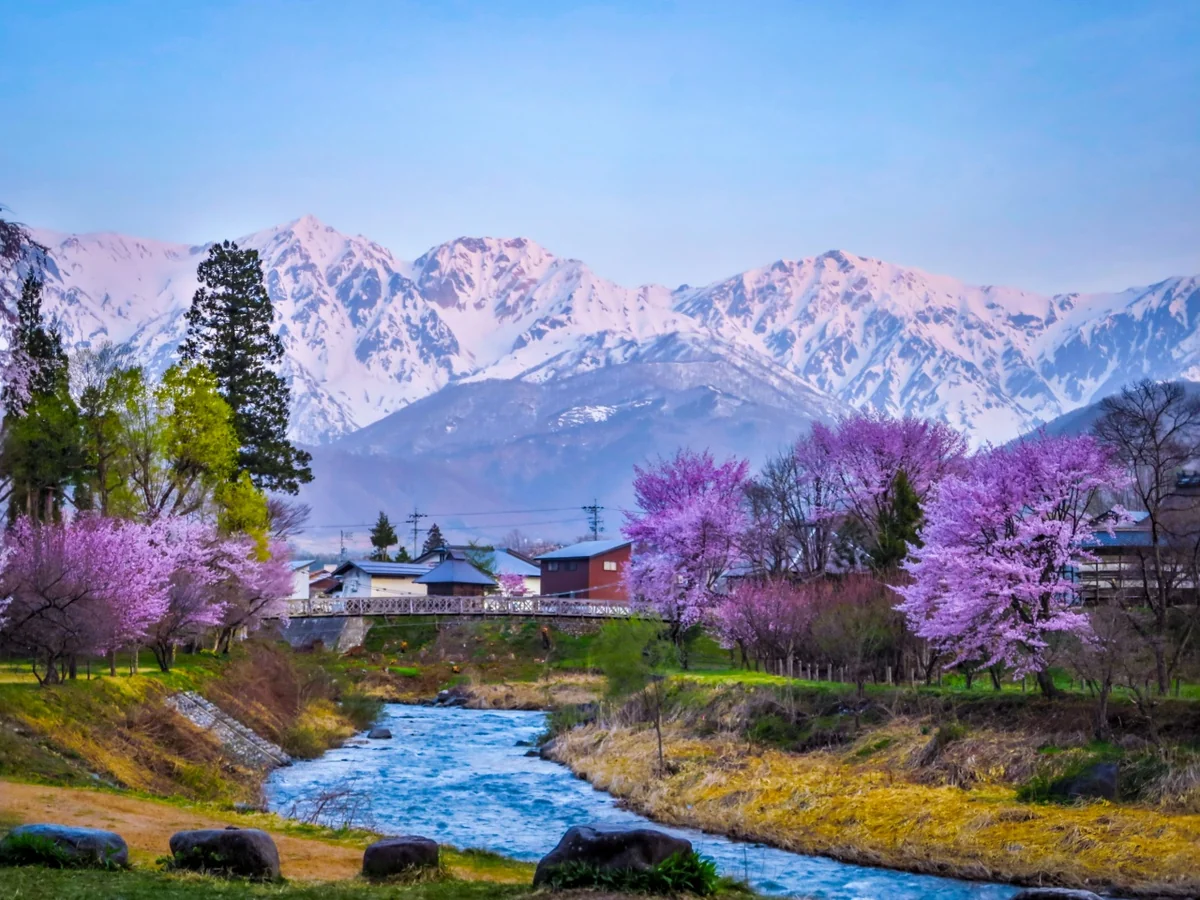 投稿写真：残雪の白馬三山と満開の桜