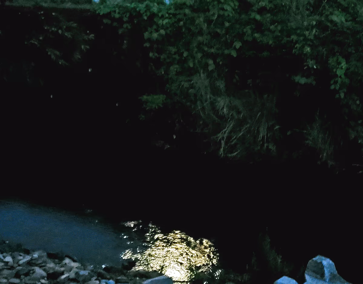 投稿写真：月夜