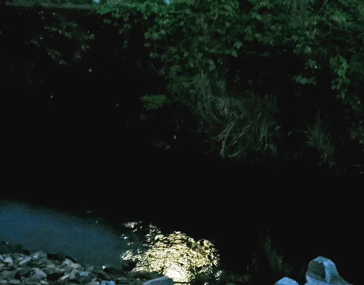 投稿写真：月夜