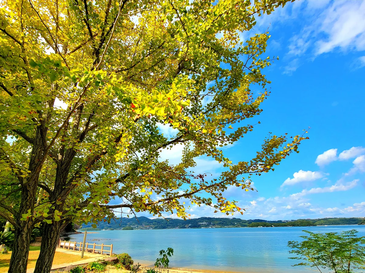 投稿写真：銀杏木