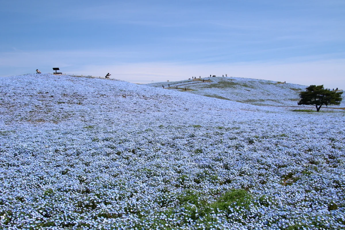 投稿写真：ネモフィラ