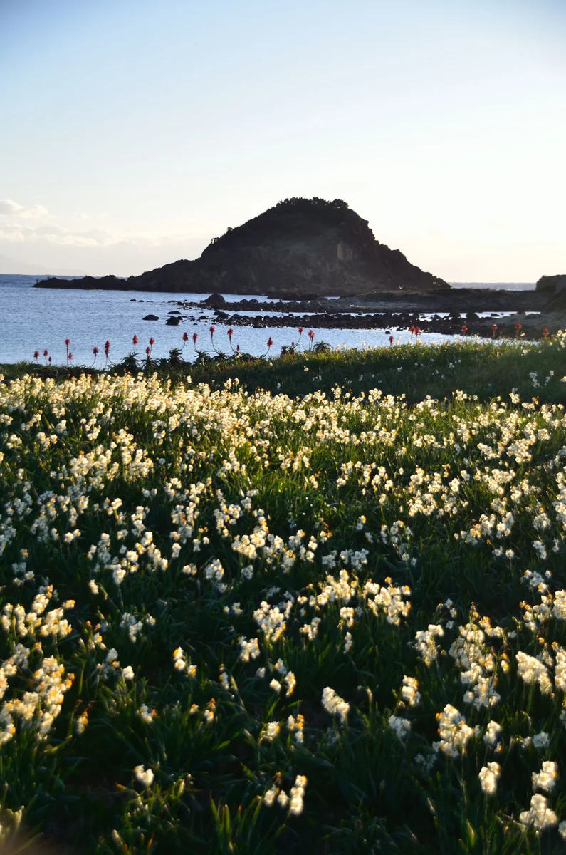 投稿写真：爪木崎　水仙