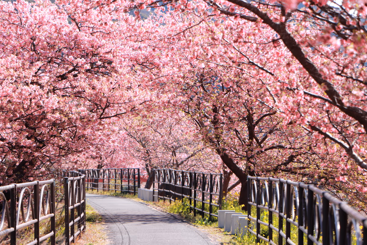 投稿写真：光差す桜のトンネル