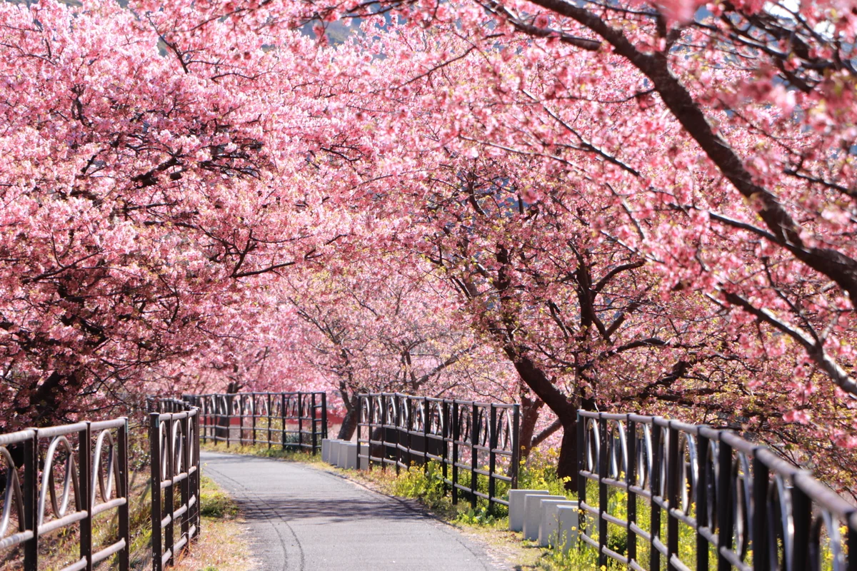 投稿写真：光差す桜のトンネル