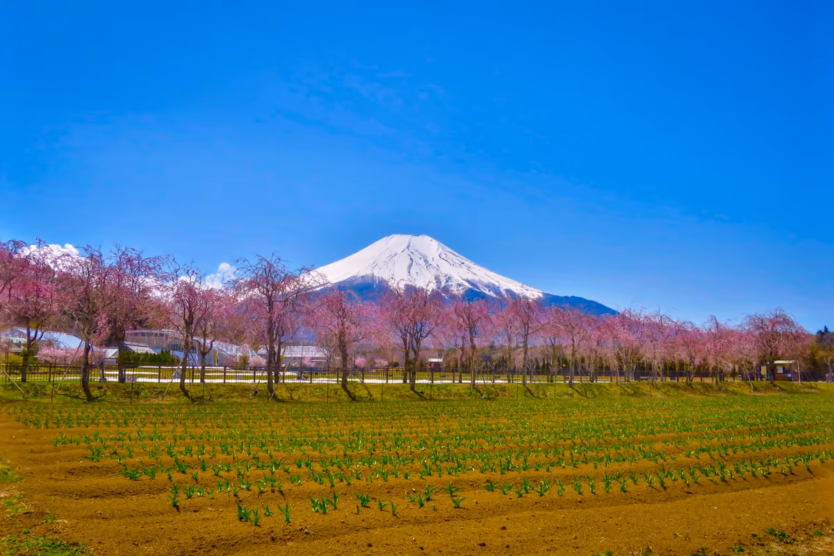 投稿写真：シダレザクラと富士山