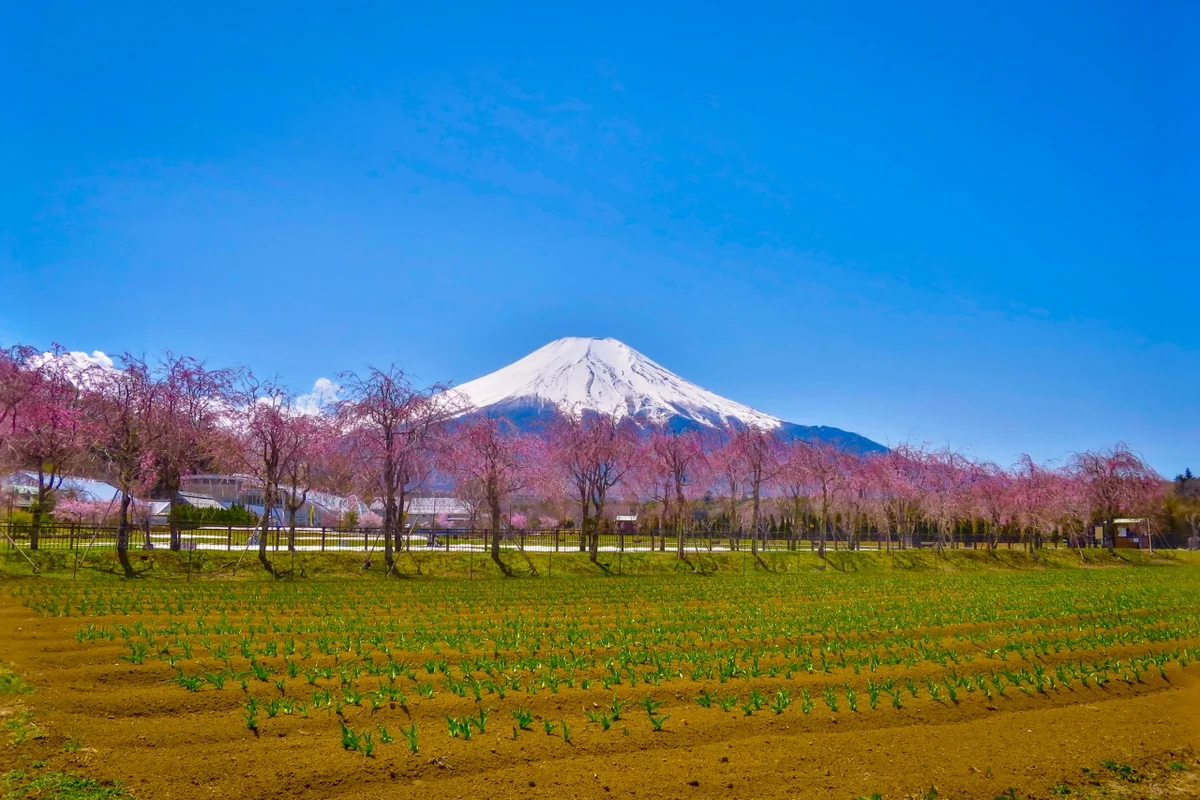 投稿写真：シダレザクラと富士山