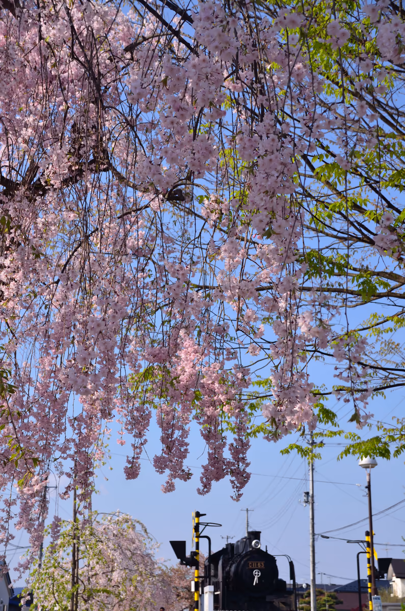 投稿写真：桜の下にて