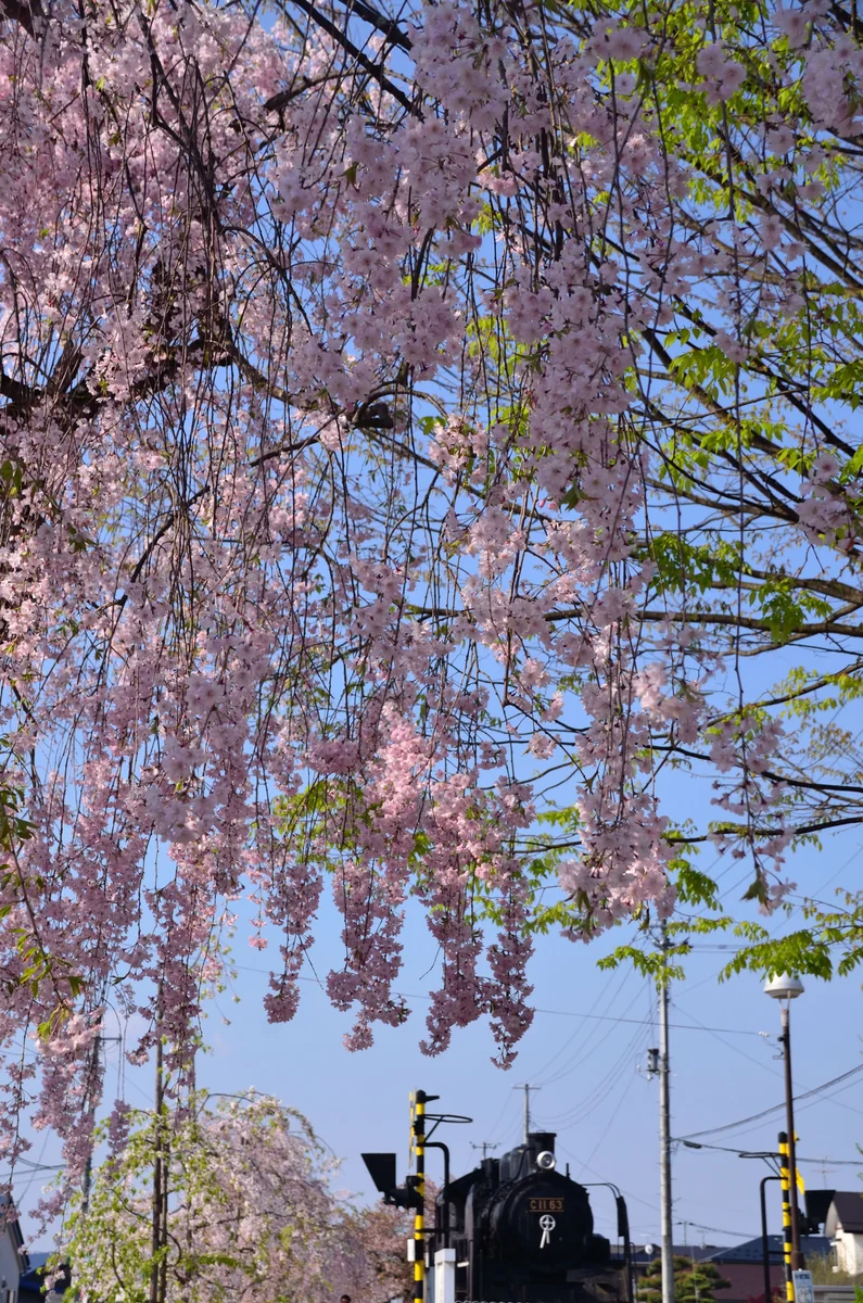 投稿写真：桜の下にて