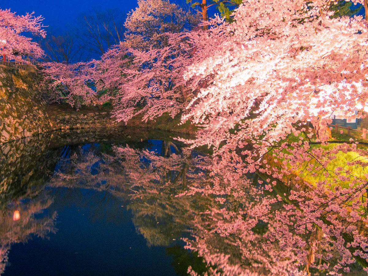 投稿写真：弘前の鏡夜桜