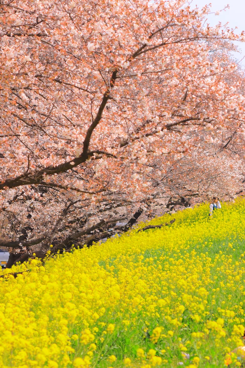 投稿写真：熊谷桜堤１
