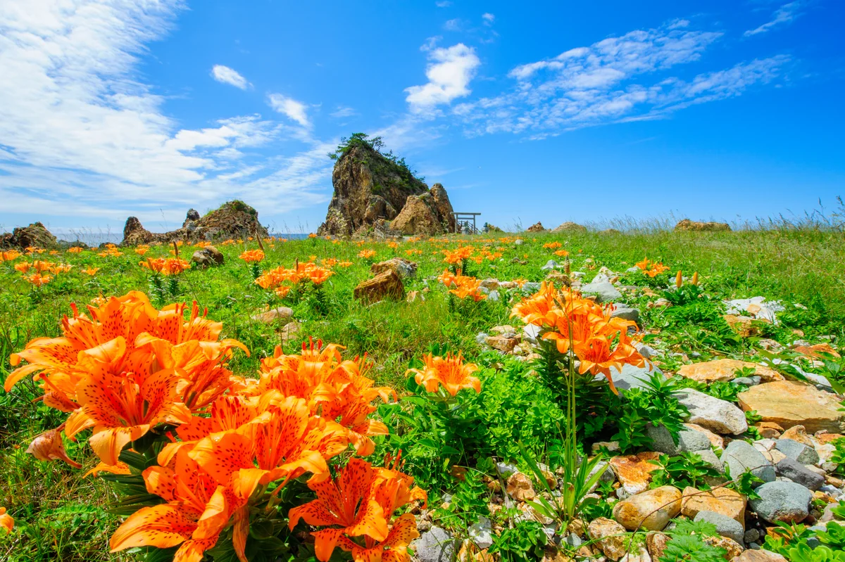投稿写真：岩百合の咲く岬