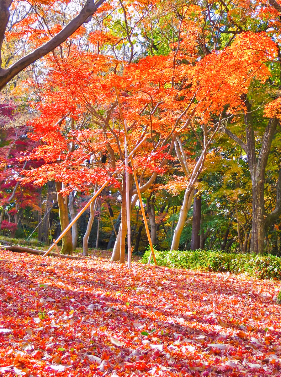 投稿写真：名残り紅葉と落葉の絨毯