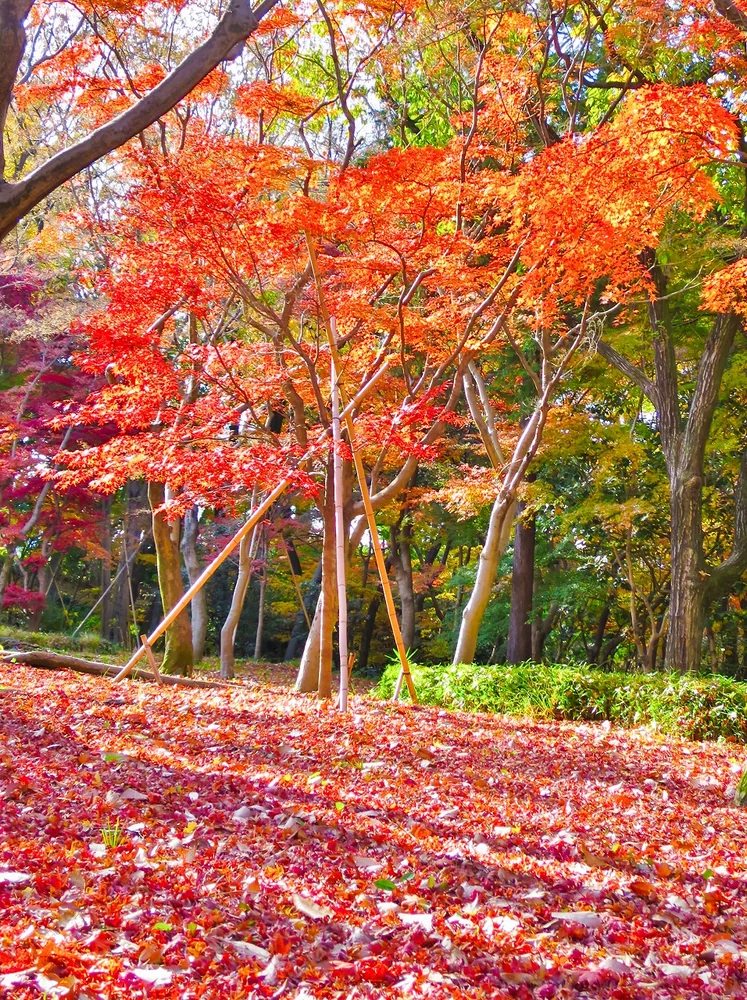 投稿写真：名残り紅葉と落葉の絨毯