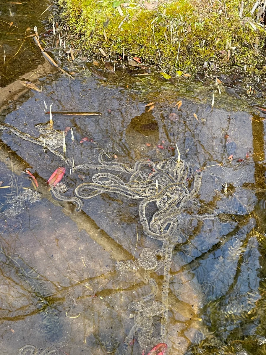 投稿写真：蝌蚪の紐