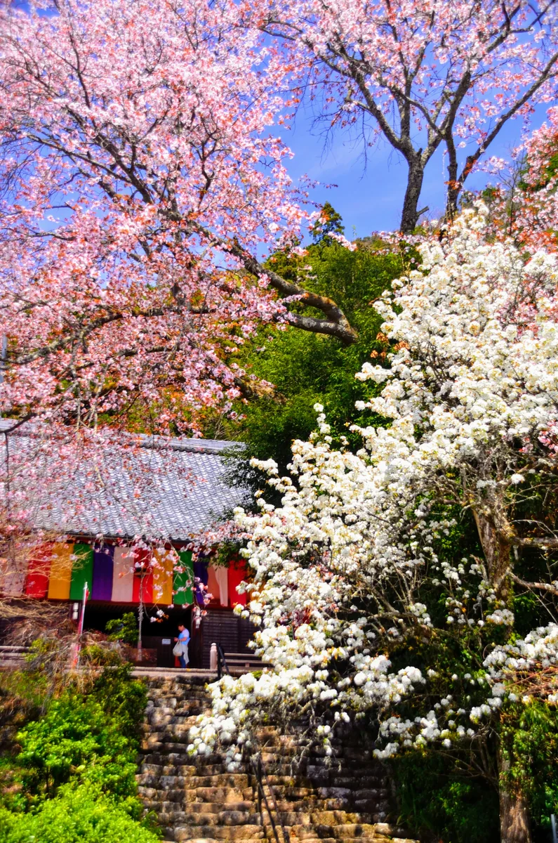 投稿写真：仏隆寺　五色彩々
