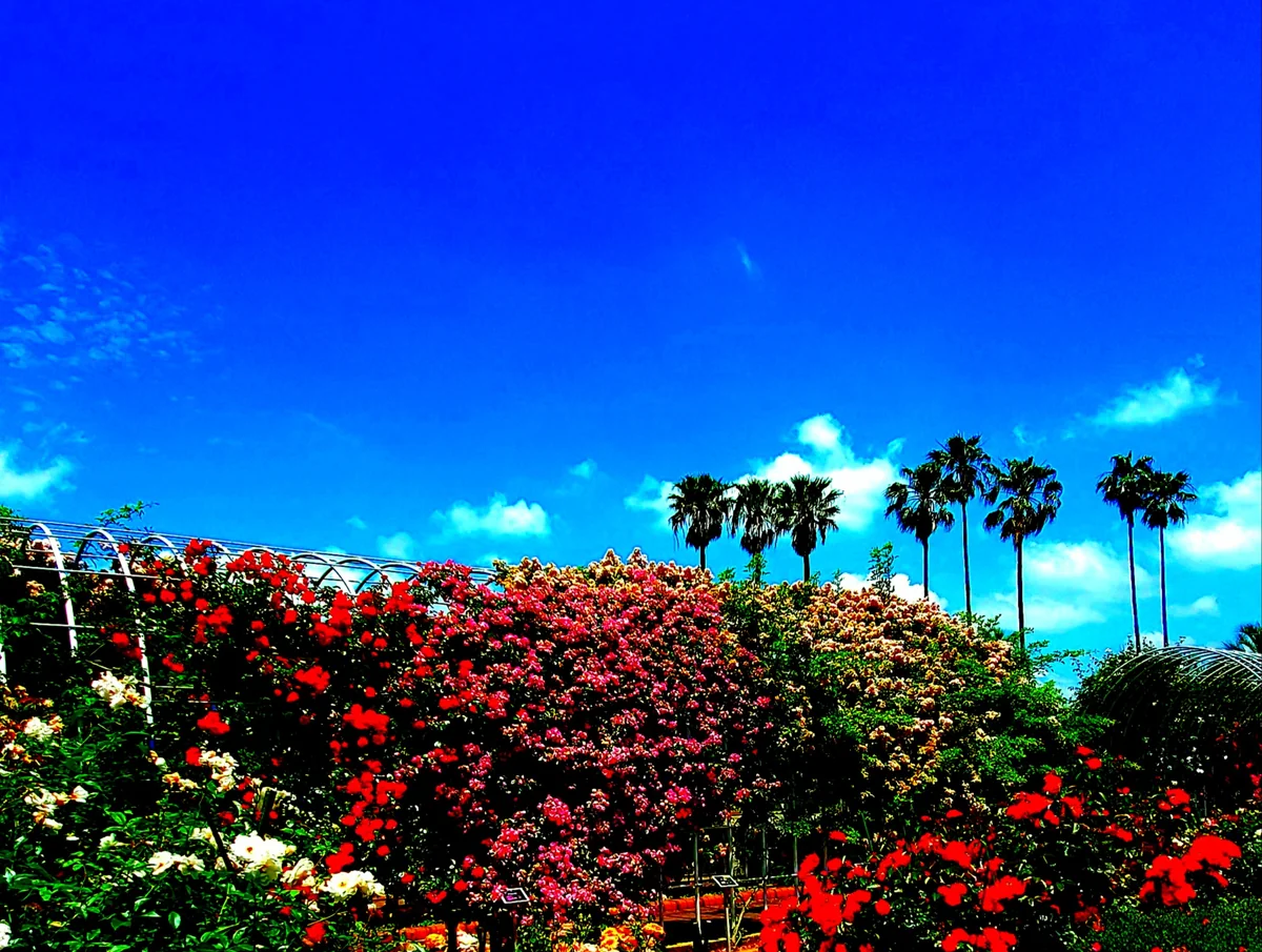 投稿写真：薔薇のトンネル