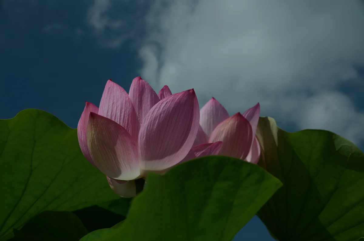 投稿写真：喜光寺　蓮